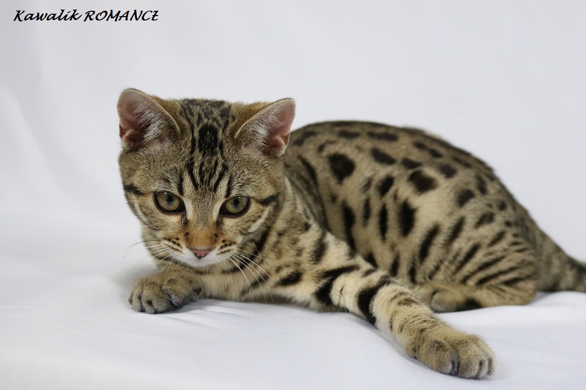 bengal brown spotted